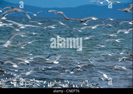 Hering und Glaucous geflügelte Möwen sammeln für eine Fütterung Bonanza auf Hering Untiefen, Vancouver Island.  SCO 8187 Stockfoto