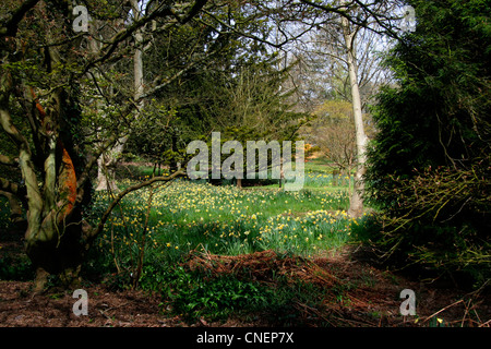 Frühling am zündeten Arboretum Gloucestershire Stockfoto