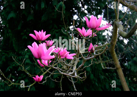 Frühling am zündeten Arboretum Gloucestershire Stockfoto