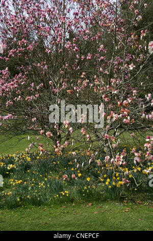 Frühling am zündeten Arboretum Gloucestershire Stockfoto