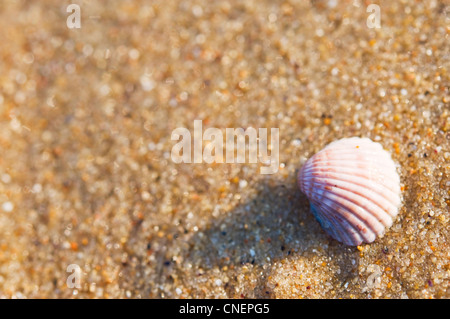 Muschel auf Sand. Flache Schärfentiefe Stockfoto