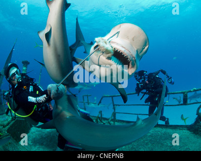 Shark Feeder und Karibische Riffhaie Stockfoto