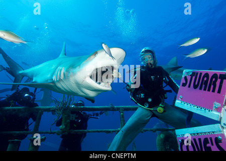 Shark Feeder und Karibische Riffhaie Stockfoto