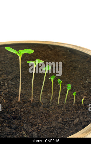 Abfolge von Impatiens Balsamina Blume wächst, Entwicklung Konzept Stockfoto