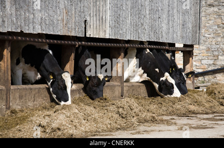 Holstein Färsen im Viehstall, Fütterung auf der Farm in Wensleydale, North Yorkshire Nationalpark & Dales, UK Stockfoto