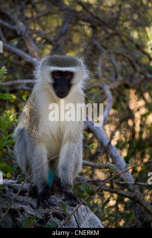 Männliche Vervet Affe (Chlorocebus Pygerythrus) in Loskop Nature Reserve, Mpumalanga Stockfoto