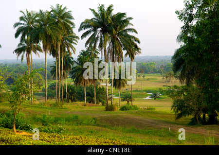 Ein Abschnitt des 18-Loch-Golfplatzes im Le Meridien Golf Resort in Uyo in Akwa Ibom State im TheNiger-Delta im Süden Nigeria Stockfoto