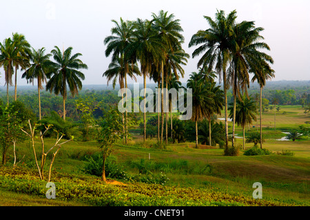 Ein Abschnitt des 18-Loch-Golfplatzes im Le Meridien Golf Resort in Uyo in Akwa Ibom State im TheNiger-Delta im Süden Nigeria Stockfoto