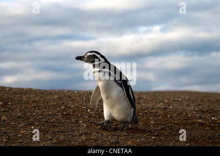 Megellanic Pinguin Magdalena Insel südliche Patagonien Chile Stockfoto