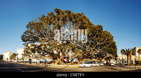 Zwei riesige Gummibäume 'Ficus Macrophylla' in Cadiz, Spanien Stockfoto