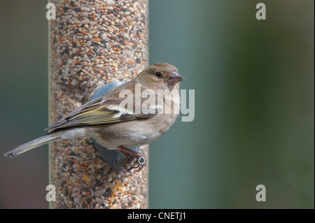 Fringilla Coelebs. Weibliche Buchfink Fütterung auf ein Futterhäuschen für Vögel Samen Stockfoto