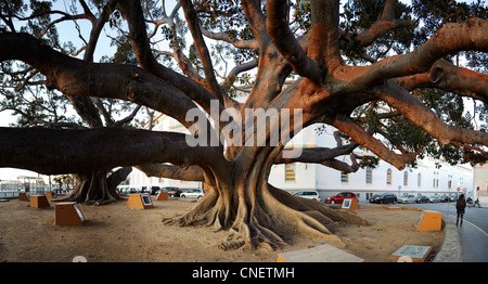 Zwei riesige Gummibäume 'Ficus Macrophylla' in Cadiz, Spanien Stockfoto