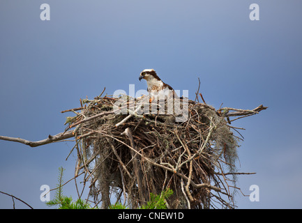 Fischadler Pandion Haliaetus. Frauen sitzen auf Nest in den Atchafalaya River Basin, Louisiana. Stockfoto