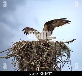 Fischadler Pandion Haliaetus. Weiblich, die Landung am Nest in den Atchafalaya River Basin, Louisiana Stockfoto