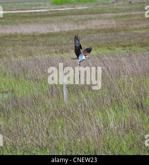 Fischadler Pandion Haliaetus. Ausziehen aus einem Beitrag im Aransas National Wildlife Refuge, Texas Stockfoto