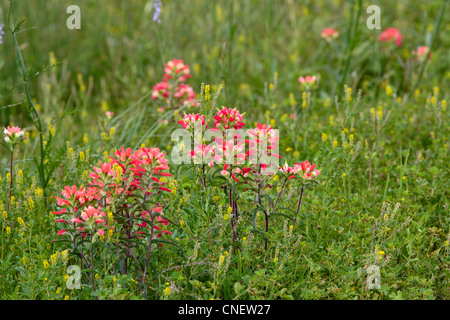 Texas Wildblumen einschließlich Indian Paintbrush auf einer Wiese am San Bernard NWR, Texas Stockfoto