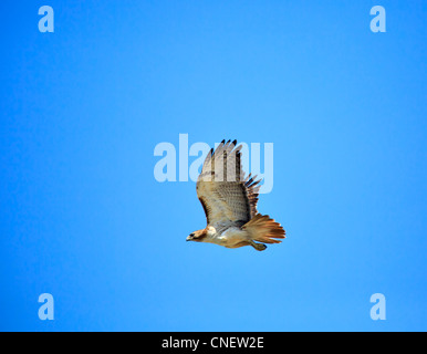 Rot - angebundener Falke, Buteo Jamaicensis Fuertesi im Flug bei Lacassine NWR, Louisiana Stockfoto
