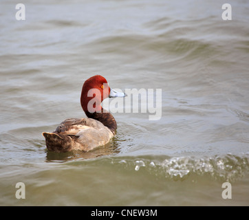 Rothaarige Ente Aythya Americana, Männlich, überwintern auf den Intracoastal Waterway, Texas Gulf Coast. Stockfoto