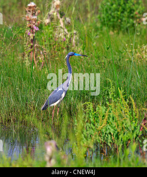 Dreifarbigen Reiher, Egretta Trikolore in der Zucht Gefieder bei Cameron Prairie N.W.R., Louisiana Stockfoto