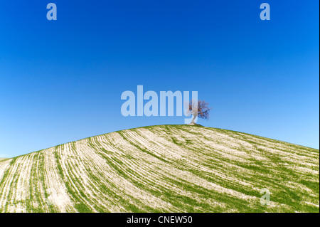 Hügel in der Nähe von Prado del Rey, Andalusien, Spanien Stockfoto