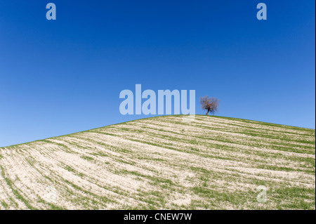 Hügel in der Nähe von Prado del Rey, Andalusien, Spanien Stockfoto