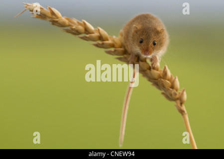 Zwergmaus Micromys Minutus, auf Mais (Captive) Stockfoto