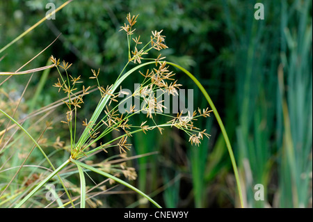 Cyperus Esculentus Blütenstand Stockfoto