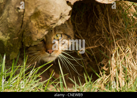 Europäische Wildkatze, Felis Silvestris Silvestris, (Captive) UK Stockfoto