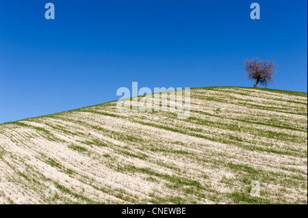 Hügel in der Nähe von Prado del Rey, Andalusien, Spanien Stockfoto