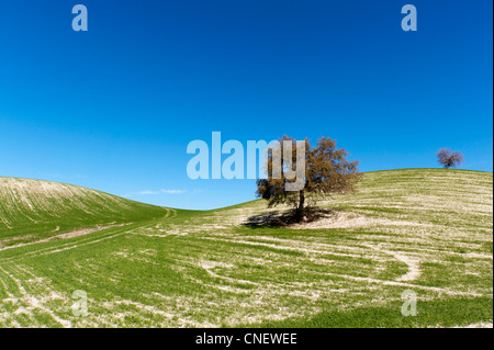 Hügel in der Nähe von Prado del Rey, Andalusien, Spanien Stockfoto