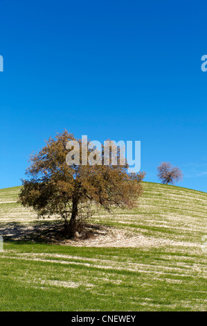 Hügel in der Nähe von Prado del Rey, Andalusien, Spanien Stockfoto