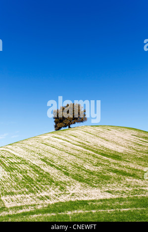 Hügel in der Nähe von Prado del Rey, Andalusien, Spanien Stockfoto