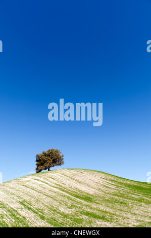 Hügel in der Nähe von Prado del Rey, Andalusien, Spanien Stockfoto