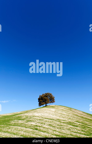 Hügel in der Nähe von Prado del Rey, Andalusien, Spanien Stockfoto