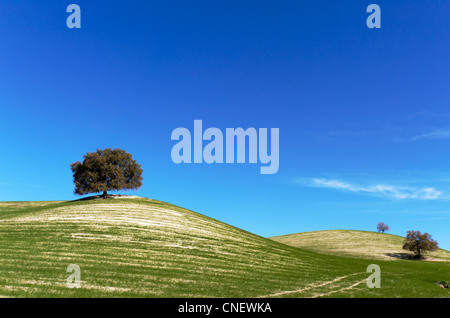 Hügel in der Nähe von Prado del Rey, Andalusien, Spanien Stockfoto