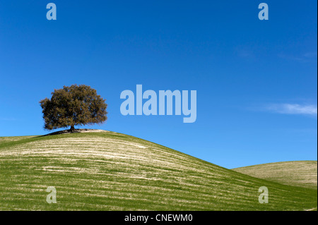 Hügel in der Nähe von Prado del Rey, Andalusien, Spanien Stockfoto