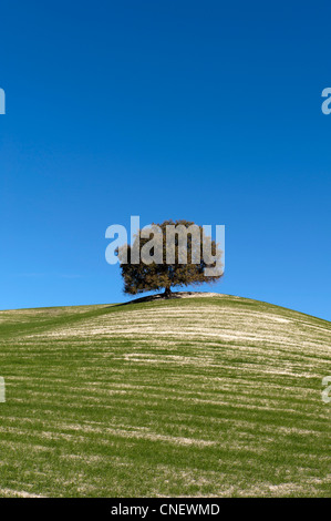 Hügel in der Nähe von Prado del Rey, Andalusien, Spanien Stockfoto