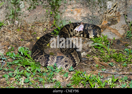 Western Cottonmouth Agkistrodon Piscivorus Leucostoma Stockfotografie Alamy