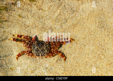 Schöne Orange gefärbt Krabbe ruht auf Sand. Foto mit Textfreiraum. Stockfoto