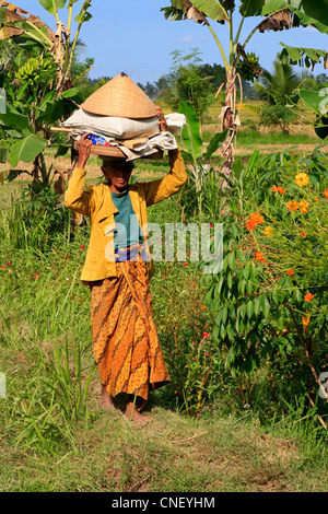 Alte balinesische Frau zu Fuß von der Farm mit ihr auf dem Kopf durchgeführt gehört. In der Nähe von Ubud, Bali, Indonesien Stockfoto