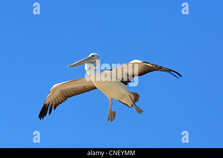 Australischer Pelikan, Pelecanus conspicillatus, im Flug mit einem blauen Himmel im Hintergrund. Stockfoto