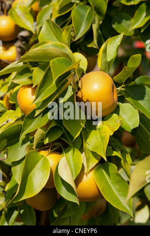 Asiatische Birnen am Baum hängen Stockfoto