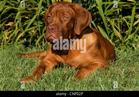 Dogge de Bordeaux liegend Stockfoto