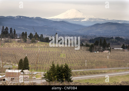 Birne Obstgärten in Hood River Oregon mit Mount Adams Stockfoto