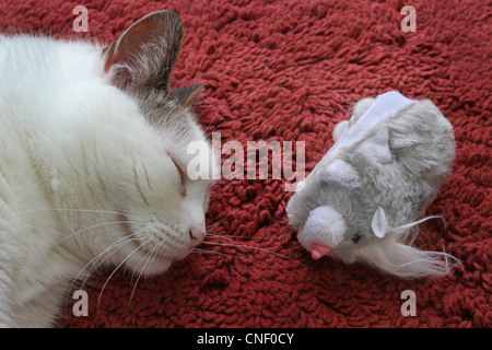 Eine Nahaufnahme einer Katze schlafen neben einer Spielzeug-Tieres. Stockfoto