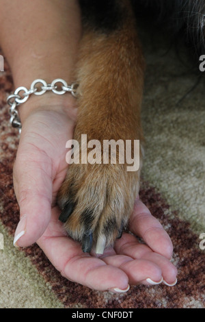 Eine Nahaufnahme von einer Hundepfote in die Hand einer Frau statt. Stockfoto