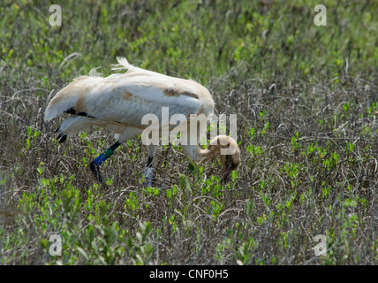 Ein junger Khooping Cranes, Grus americana, ernährt sich im Aranses National Wildlife Refuge, Barrier Islands, Gulf Coast, Texas. Stockfoto