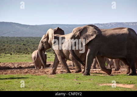 Afrikanische Elefanten, Südafrika Stockfoto