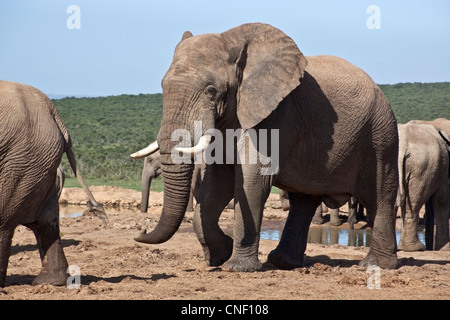 Afrikanische Elefanten, Südafrika Stockfoto