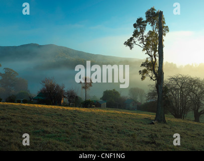 Durch Nebel und Bäume auf Bauernhof in der Nähe von Tilba, New South Wales Australien aufgehende Sonne Stockfoto